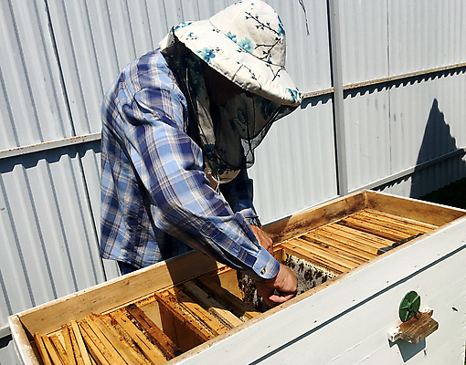 포토 JPG 해외이미지 직업 라이프스타일 손 옷 남자 곤충 자연 노동자 주택 프레임 가면 사람 정장 사람없음 목재 상자 농장 시골 잡기 머리빗 업무 보호 꿀벌 농부 바쁨 꽃가루 육각형 꿀 벌집 내추럴 밀랍 밭일 보유 양봉 양봉장 왁스 해외포토 도형 나무 동물 컨셉 농업 재료 모션 건물 생활 신체부위 미용용품 작업 벌_곤충 가루 생태계 파일형식 이미지허브