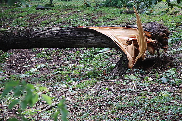 포토 JPG 해외이미지 나무 자연 바람 사람없음 야외 초록색 손상 나뭇가지 닫기 파편 위험 사건 폭풍 잡동사니 다리찢기 깨짐 단절 폭풍우 허리케인 해외포토 자연요소 식물 컬러 컨셉 모션 날씨 비_날씨 자연재해 생태계 파일형식 이미지허브