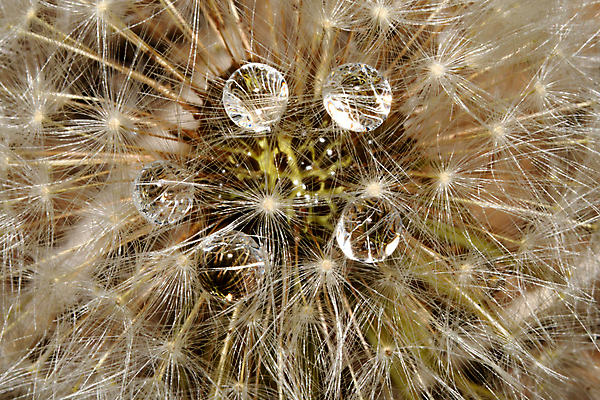 포토 JPG 해외이미지 식물 꽃 자연 추상 씨앗 사람없음 물 물방울 이슬 민들레 해외포토 자연요소 무늬 생태계 파일형식 이미지허브