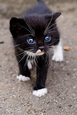 포토 JPG 해외이미지 동물 응시 행복 얼굴 장난 포유류 털 앉기 사람없음 야외 파란색 반려동물 검은색 고양이 아기 관찰 작음 부드러움 혼자 해외포토 시선 감정 컬러 모션 사람 신체부위 감각 크기 파일형식 이미지허브
