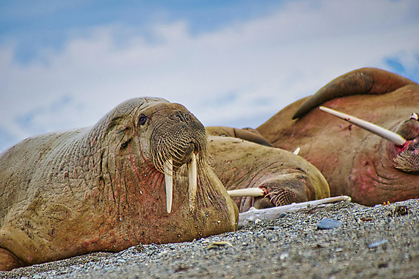 포토 JPG 해외이미지 동물 유럽 야생동물 자연 휴식 노르웨이 사람없음 환경 다양 보호 북극 생태계 생물학 북쪽 지구온난화 서식지 기후변화 동물상 무료 보호구역 생태학 파라다이스 해외포토 교육 나라 다수 컨셉 날씨 조형물 변화 극지방 방향 구역 파일형식 이미지허브