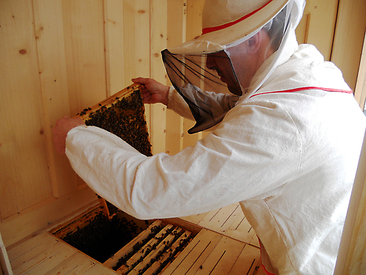 포토 JPG 해외이미지 동물 남자 음식 곤충 백그라운드 자연 세포 건강 사람없음 야외 약 농장 노란색 장비 수확 시골 신선 머리빗 황금 달콤 꿀벌 농부 꽃가루 육각형 꿀 벌집 내추럴 밀랍 밭일 양봉 양봉장 옛날 왁스 폴리곤 흡연자 해외포토 도형 직업 컬러 농업 의학 흡연 사람 미용용품 맛 벌_곤충 가루 생태계 파일형식 이미지허브