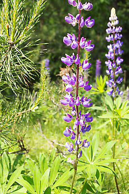 포토 JPG 해외이미지 식물 계절 꽃잎 꽃 분홍색 백그라운드 꽃무늬 밭 자연 콩 사람없음 장식 초록색 파란색 빛 컬러풀 햇빛 태양 환경 정원 보라색 놀람 봄 활발 들꽃 벚꽃 신선 개화 내추럴 벨로루시 해외포토 자연요소 감정 컬러 컨셉 무늬 농업 곡류 표정 생태계 파일형식 이미지허브