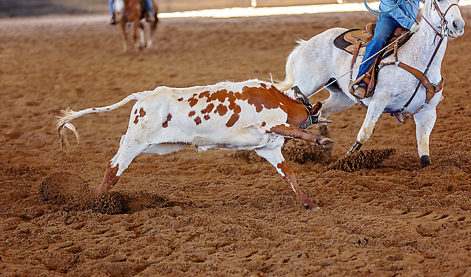 포토 JPG 해외이미지 동물 남자 밧줄 스포츠 포즈 모션 이벤트 사람없음 달리기 가축 경쟁 경기장 목장 운전 잡기 거친 소 승마 카우보이 호주 승차 위험 속도 황소 먼지 목 로데오 송아지 라이더 서쪽 오지 해외포토 줄 새끼 컨셉 포유류 스포츠시설 사람 신체부위 오세아니아 방향 파일형식 이미지허브