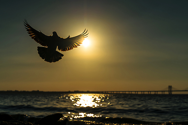 포토 JPG 해외이미지 동물 1 실루엣 종교 야생동물 포즈 백그라운드 이동 컨셉 날개 자연 조류 하늘 휴식 사랑 사람없음 야외 물 태양 반사 평화 일출 환경 희망 일몰 새벽 자유 기도 오픈 심볼 깃털 명상 사인 싱글 비둘기 엽서 반대 내추럴 고립 무료 해외포토 자연요소 감정 촬영기법 노을 편지 생태계 파일형식 이미지허브