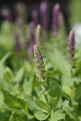 포토 JPG 해외이미지 식물 꽃 잎 자연 사람없음 야외 초록색 정원 보라색 닫기 해외포토 컬러 모션 생태계 파일형식 이미지허브