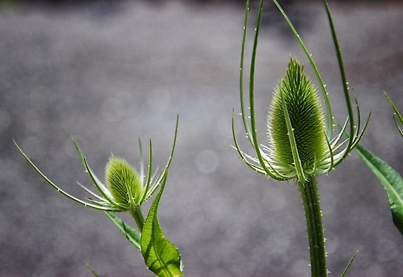 포토 JPG 해외이미지 식물 꽃 잎 자연 사람없음 해외포토 생태계 파일형식 이미지허브