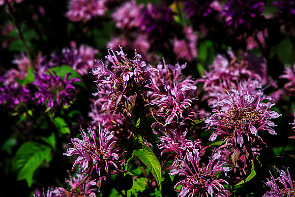 포토 JPG 해외이미지 식물 꽃잎 꽃 분홍색 백그라운드 꽃무늬 밭 자연 따뜻함 사람없음 초록색 컬러풀 정원 보라색 봄 벚꽃 신선 개화 내추럴 해외포토 계절 컬러 무늬 농업 생태계 파일형식 이미지허브