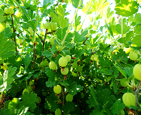 포토 JPG 해외이미지 주간 잎 사람없음 야외 초록색 구스베리 해외포토 자연요소 식물 열매 컬러 파일형식 이미지허브