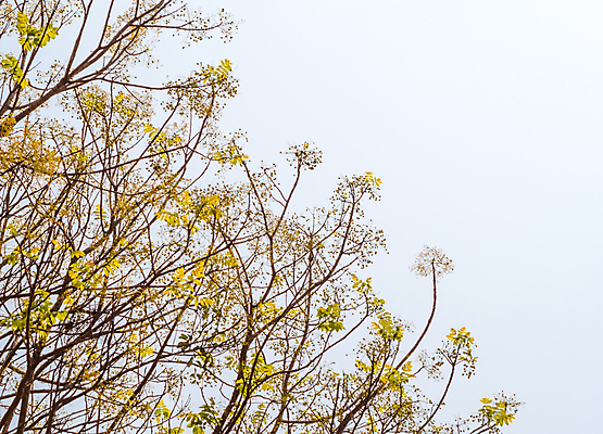 포토 JPG 해외이미지 나무 식물 계절 백그라운드 잎 자연 하늘 사람없음 야외 초록색 파란색 햇빛 태양 노란색 우주 나뭇가지 신선 숲 아래 장면 해외포토 자연요소 컬러 방향 생태계 위치 파일형식 이미지허브
