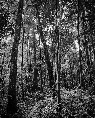 포토 JPG 해외이미지 나무 계절 공원 길 백그라운드 잎 자국 태국 자연 추상 풍경 사람없음 야외 빛 햇빛 태양 환경 검은색 어둠 침묵 봄 산책 슬픔 가을 흰색 나뭇가지 시골 죽음 좌절 숲 큼 신비 내추럴 방법 사실 오싹 해외포토 자연요소 식물 공공시설 감정 아시아 컬러 컨셉 무늬 휴식 소리 크기 생태계 파일형식 이미지허브