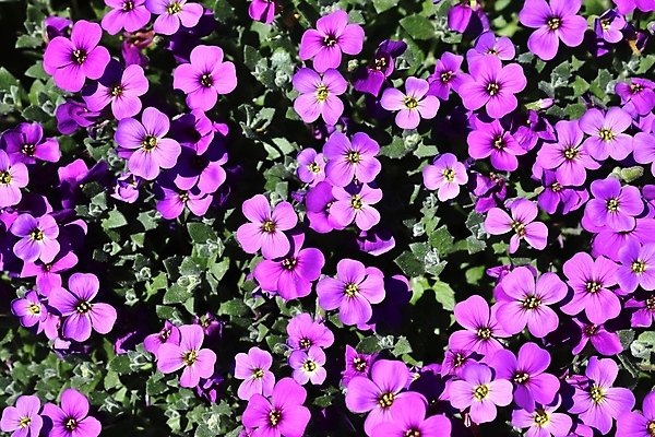 포토 JPG 해외이미지 나무 식물 계절 공원 꽃잎 꽃 분홍색 꽃다발 잎 꽃무늬 밭 오렌지 자연 해바라기 풍경 사람없음 빨간색 여름 컬러풀 햇빛 노란색 정원 보라색 봄 튤립 벚꽃 신선 개화 클로버 민들레 질감 데이지 아이비 라벤더 내추럴 히아신스 해외포토 공공시설 컬러 무늬 농업 과일 태양 허브 생태계 파일형식 이미지허브