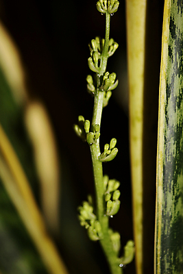 포토 JPG 해외이미지 나무 식물 학생 라이프스타일 응시 남자 꽃 잎 자연 주택 손바닥 미소 취미 사람없음 야외 초록색 물 환경 상점 정원 맑음 장비 성장 신선 잡기 업무 개화 난초 캔 냄비 꽃집 원예 돌봄 심기 온실 원예사 해외포토 자연요소 직업 손 시선 컬러 모션 날씨 표정 사람 건물 생활 작업 솥 생태계 파일형식 이미지허브