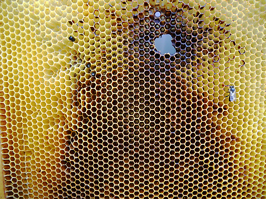 포토 JPG 해외이미지 동물 음식 곤충 백그라운드 패턴 오렌지 자연 세포 건강 사람없음 야외 약 농장 노란색 시골 신선 머리빗 황금 달콤 맛 꿀벌 배열 묘사 질감 꽃가루 육각형 꿀 벌집 내추럴 고립 밀랍 양봉 양봉장 왁스 폴리곤 해외포토 도형 컬러 컨셉 무늬 농업 과일 의학 미용용품 벌_곤충 가루 생태계 파일형식 이미지허브