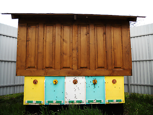 포토 JPG 해외이미지 동물 음식 곤충 백그라운드 패턴 오렌지 자연 세포 건강 사람없음 야외 약 농장 노란색 시골 신선 머리빗 황금 달콤 맛 꿀벌 배열 묘사 질감 꽃가루 육각형 꿀 벌집 내추럴 고립 밀랍 양봉 양봉장 왁스 폴리곤 해외포토 도형 컬러 컨셉 무늬 농업 과일 의학 미용용품 벌_곤충 가루 생태계 파일형식 이미지허브