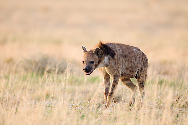 포토 JPG 해외이미지 동물 공원 야생동물 포유류 아프리카 자연 국립공원 사람없음 갈색 점 사파리 질감 육식동물 사냥꾼 잠비아 해외포토 직업 공공시설 나라 컬러 생태계 파일형식 이미지허브