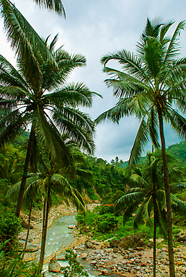 포토 JPG 해외이미지 나무 식물 공원 유럽 백그라운드 잎 패턴 자연 아침 산 독일 파노라마 풍경 사람없음 야외 목재 초록색 여름 빛 환경 맑음 일몰 봄 성장 광선 흰색 시골 신선 소나무 숲 질감 상록수 침엽수 전나무 자원 많음 해외포토 주간 계절 공공시설 나라 컬러 컨셉 무늬 재료 날씨 촬영기법 노을 생태계 파일형식 이미지허브