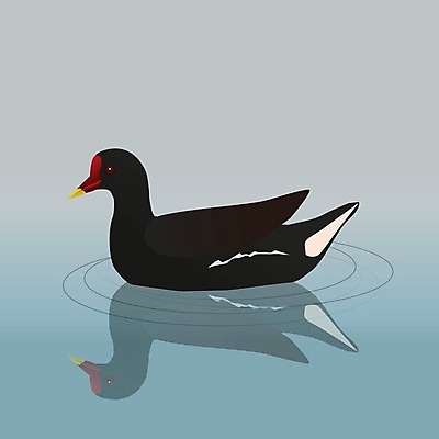 EPS 해외이미지 호수 야생동물 날개 과일 일러스트 자연 조류 씨앗 강 검은색 수중 수영 흰색 깃털 다이빙 부리 물새 계산서 동물상 해외일러스트 식물 동물 컬러 조형물 수상스포츠 생태계 수중스포츠 파일형식 벡터 이미지허브