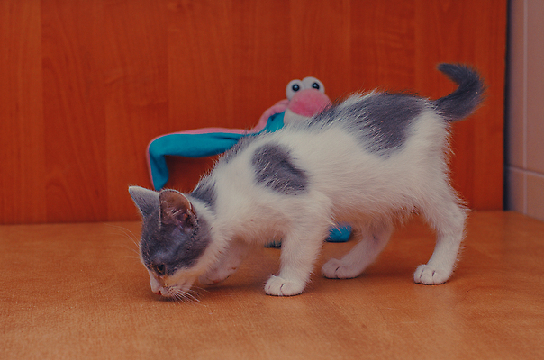 포토 JPG 해외이미지 동물 1 백그라운드 포유류 자국 탁자 털 서기 사람없음 목재 옆모습 반려동물 스터디 컬러풀 머리카락 고양이 회색 탐험 흰색 시골 아기 토끼 달콤 작음 모피 냄새 솜털 발견 고립 총구 혼자 해외포토 나무 뷰포인트 컬러 가구 재료 모션 사람 학습 머리 맛 크기 파일형식 이미지허브