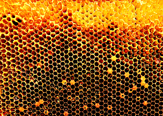 포토 JPG 해외이미지 동물 음식 곤충 백그라운드 패턴 오렌지 자연 세포 건강 사람없음 야외 여름 약 농장 노란색 시골 신선 머리빗 황금 달콤 맛 꿀벌 벌 배열 묘사 질감 꽃가루 육각형 꿀 벌집 내추럴 고립 밀랍 양봉 양봉장 왁스 폴리곤 해외포토 도형 계절 컬러 컨셉 무늬 농업 과일 의학 미용용품 벌_곤충 가루 생태계 파일형식 이미지허브