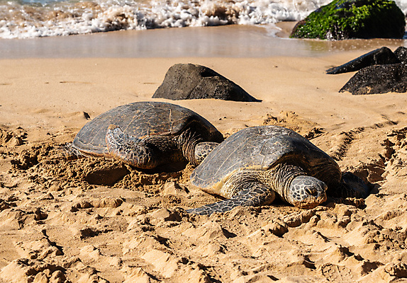 포토 JPG 해외이미지 모래 파도 바다 섬 파충류 휴식 사람 사람없음 야외 물 파란색 모래사장 미국 쌍 서핑 거북이 하와이 태평양 분무기 북쪽 격파 파이프라인 해외포토 자연요소 동물 컬러 컨셉 북아메리카 모션 수상스포츠 방향 파이프_관 파일형식 이미지허브