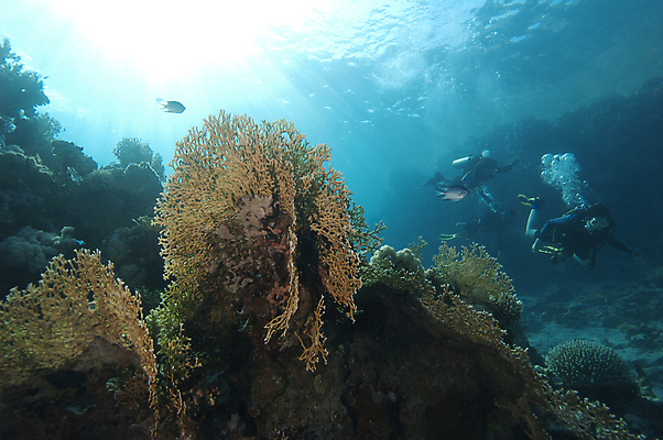 포토 JPG 해외이미지 바다 여행 오렌지 자연 휴가 이집트 어류 풍경 사람없음 물 파란색 컬러풀 수중 탐험 스노클링 산호 잠수부 다이빙 장면 암초 홍해 깊이 해외포토 자연요소 컬러 과일 아프리카 수영 수중동물 수상스포츠 자포동물 전문직 생태계 수중스포츠 파일형식 이미지허브