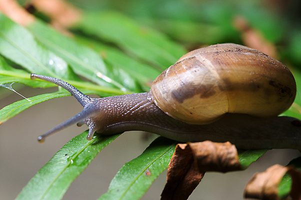 포토 JPG 해외이미지 주간 한마리 잎 근접촬영 사람없음 야외 아웃포커스 마른잎 해외포토 자연요소 식물 1 뷰포인트 촬영기법 파일형식 이미지허브
