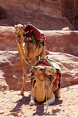 포토 JPG 해외이미지 동물 전통 아시아 문화 얼굴 모래 여행 2 중동 포유류 교통시설 자연 건조 사람없음 야외 빨간색 갈색 머리 사막 낙타 동쪽 안장 굴레 단봉낙타 요르단 해외포토 나라 컬러 교통 신체부위 방향 시설 생태계 파일형식 이미지허브