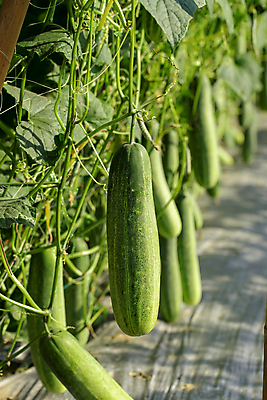 포토 JPG 해외이미지 식물 꽃 아시아 음식 잎 밭 농업 채소 과일 재료 자연 오이 새로움 건강 요리 사람없음 초록색 물 농장 환경 정원 샐러드 성장 벚꽃 나뭇가지 신선 먹기 준비 유기농 날것 밭일 숙성 온실 채식주의자 해외포토 자연요소 나무 웰빙 나라 산업 컬러 컨셉 모션 생태계 채식 파일형식 이미지허브