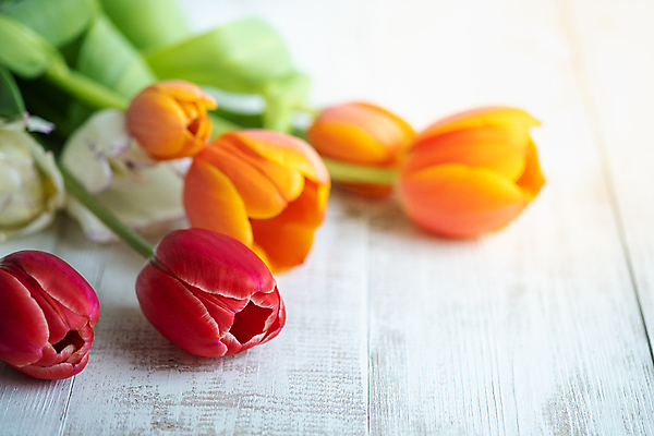 포토 JPG 해외이미지 꽃잎 꽃 백그라운드 잎 사람없음 정원 튤립 해외포토 식물 파일형식 이미지허브