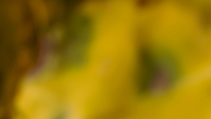 포토 JPG 해외이미지 템플릿 디자인 배너 포스터 벽 백그라운드 컨셉 패턴 오렌지 자연 벽지 추상 따뜻함 미술 경사 사람없음 그래픽 장식 빛 컬러풀 태양 노란색 우주 맑음 검은색 공백 신용카드 황금 우아함 매끈함 질감 부드러움 내추럴 블러 스타일 효과 해외포토 자연요소 컬러 무늬 과일 날씨 문화예술 금융 감각 생태계 파일형식 이미지허브