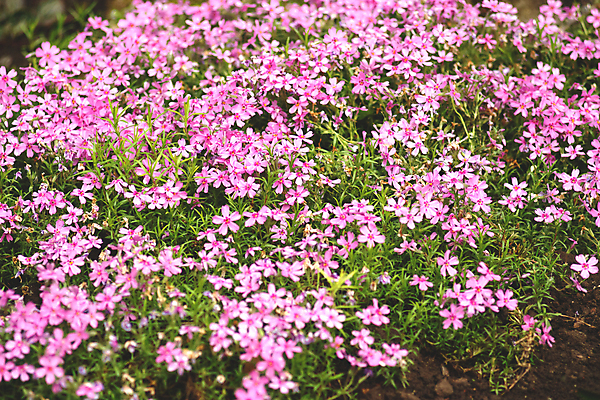 포토 JPG 해외이미지 식물 계절 꽃잎 꽃 분홍색 잎 꽃무늬 자연 이끼 사람없음 야외 장식 초록색 정원 들꽃 벚꽃 나뭇가지 침대 작음 제비꽃 생태계 화단 내추럴 영원 해외포토 나무 컬러 가구 무늬 크기 파일형식 이미지허브