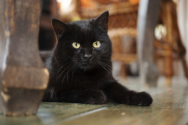 포토 JPG 해외이미지 동물 전통 응시 얼굴 백그라운드 포유류 발 휴식 수염 주택 털 실내 사람없음 내부 빛 반려동물 눕기 노란색 검은색 코트 관찰 소프트포커스 귀 슛 노려봄 고립 기르기 블러 혼자 버미즈 해외포토 시선 컬러 컨셉 모션 촬영기법 표정 건물 신체부위 고양이 외투 돌봄 파일형식 이미지허브