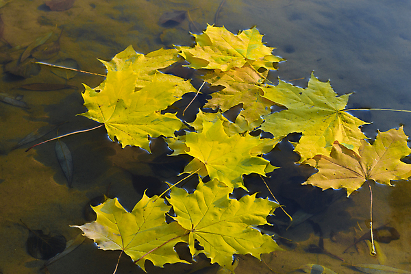 포토 JPG 해외이미지 식물 백그라운드 단풍 잎 자연 사람없음 야외 물 빛 햇빛 태양 노란색 환경 가을 11월 10월 해외포토 자연요소 계절 컬러 날짜 생태계 파일형식 이미지허브