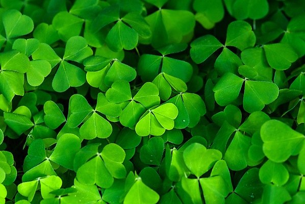 포토 JPG 해외이미지 모양 식물 디자인 백그라운드 잎 꽃무늬 패턴 자연 벽지 추상 그림자 사람없음 야외 목재 장식 초록색 빛 환경 봄 활발 성장 행운 성자 클로버 토끼풀 숲 심볼 질감 아일랜드 내추럴 해외포토 나무 계절 꽃 유럽 종교 컬러 컨셉 무늬 재료 생태계 파일형식 이미지허브