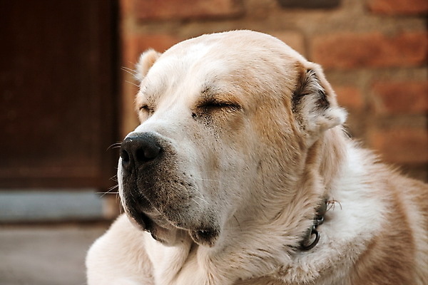 포토 JPG 해외이미지 동물 백인 캐릭터 아시아 포유류 자연 털 경비 동양인 사람없음 야외 반려동물 쌓기 힘 흰색 양치기 개 보호 위험 큼 혀 보안 송곳니 기르기 복종 유래 총구 충실 해외포토 서양인 직업 나라 컬러 컨셉 모션 안전 인종 입 치아 크기 생태계 돌봄 파일형식 이미지허브