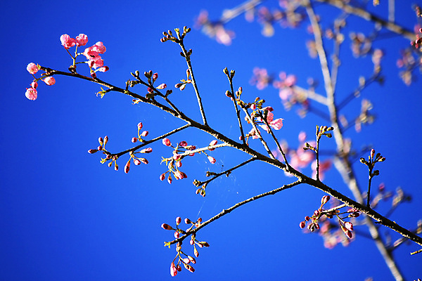포토 JPG 해외이미지 나무 식물 계절 꽃잎 꽃 행복 분홍색 백그라운드 잎 꽃무늬 태국 자연 하늘 사람없음 야외 가로 빨간색 세로 초록색 파란색 컬러풀 일본 맑음 봄 활발 성장 벚꽃 가을 농촌 신선 개화 체리 원예 식품점 히말라야 해외포토 감정 아시아 컬러 컨셉 무늬 과일 날씨 취미 상점 시골 생태계 파일형식 산맥 이미지허브