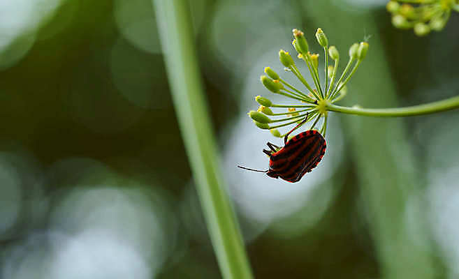 포토 JPG 해외이미지 동물 1 야생동물 곤충 날개 오렌지 가족 자연 불 종류 사람없음 목재 빨간색 컬러풀 검은색 화목 줄무늬 성장 흰색 닫기 벌레 작음 소방관 딱정벌레 나무껍질 방패 병정 악취 고립 생태학 해외포토 자연요소 나무 교육 컬러 컨셉 무늬 과일 재료 관계 모션 껍질 크기 구조원 소방 생태계 냄새 파일형식 이미지허브