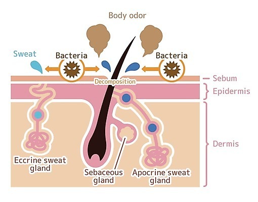 EPS 해외이미지 화살표 일러스트 의학 털 건강 사람없음 질병 피부 땀 박테리아 피부질환 땀샘 모공 피부병 피부염 피부트러블 모낭 피부층 해외일러스트 신체부위 파일형식 벡터 이미지허브