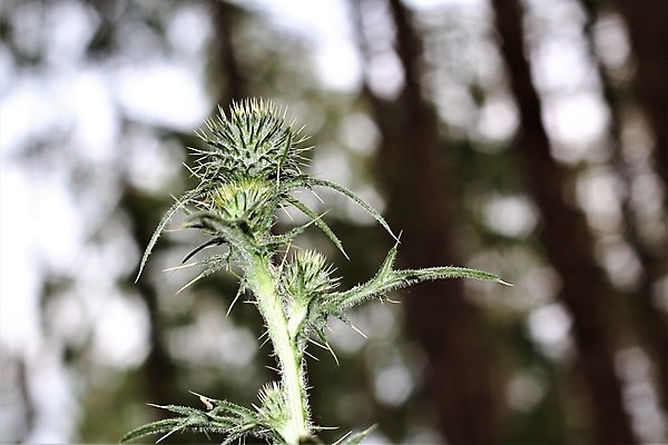 포토 JPG 해외이미지 나무 식물 자연 사람없음 야외 초록색 햇빛 태양 갈색 벚꽃 닫기 숲 엉겅퀴 떠남 해외포토 자연요소 꽃 컬러 모션 생태계 파일형식 이미지허브