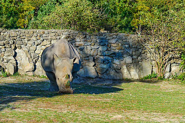 포토 JPG 해외이미지 공원 남자 야생동물 포유류 뿔 동물원 성인 사람없음 사파리 코뿔소 해외포토 동물 공공시설 사람 파일형식 이미지허브