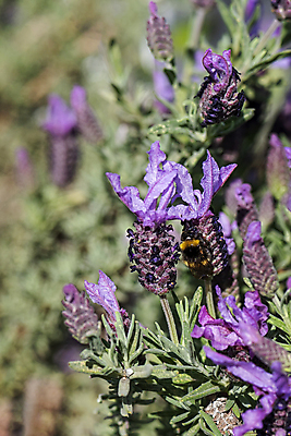포토 JPG 해외이미지 식물 동물 꽃잎 꽃 야생동물 곤충 백그라운드 꽃무늬 밭 자연 사람없음 초록색 여름 파란색 컬러풀 머리 정원 맑음 보라색 봄 줄무늬 프랑스 벚꽃 개화 닫기 먹이 벌 수집 허브 제비꽃 향기 아로마 먼지 꽃가루 꿀 라벤더 찌르기 내추럴 프랑스어 수유 호박벌 해외포토 문자 계절 유럽 컬러 무늬 농업 모션 날씨 신체부위 벌_곤충 가루 생태계 냄새 파일형식 이미지허브
