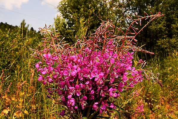 포토 JPG 해외이미지 식물 꽃잎 줄기 잎 자연 사람없음 종 클로버 양귀비 칼라꽃 그리너리 해외포토 꽃 생태계 파일형식 트랜드컬러 이미지허브