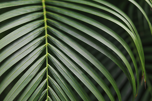 포토 JPG 해외이미지 나무 식물 계절 줄기 조각 백그라운드 잎 패턴 곡선 부분 자연 휴가 숙이기 손바닥 사람없음 장식 초록색 정원 스파 어둠 봄 줄무늬 성장 나뭇가지 신선 숲 심볼 묘사 아치 질감 코코넛 내추럴 해외포토 손 선 컬러 포즈 무늬 과일 생태계 파일형식 이미지허브