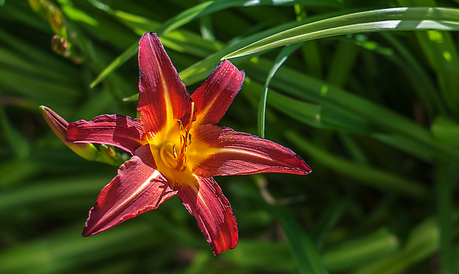 포토 JPG 해외이미지 꽃잎 꽃 사람없음 빨간색 여름 노란색 정원 봄 백합 싱글 해외포토 식물 계절 컬러 파일형식 이미지허브