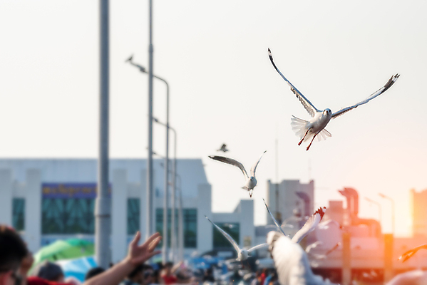 포토 JPG 해외이미지 동물 라이프스타일 계절 아시아 야생동물 바다 여행 백그라운드 날개 가족 모션 태국 자연 갈매기 조류 하늘 휴가 서기 사람 풍경 사람없음 야외 초록색 물 여름 햇빛 태양 일출 환경 일몰 자유 먹이 먹기 깃털 내추럴 수유 해외포토 자연요소 나라 컬러 컨셉 관계 생활 노을 생태계 파일형식 이미지허브