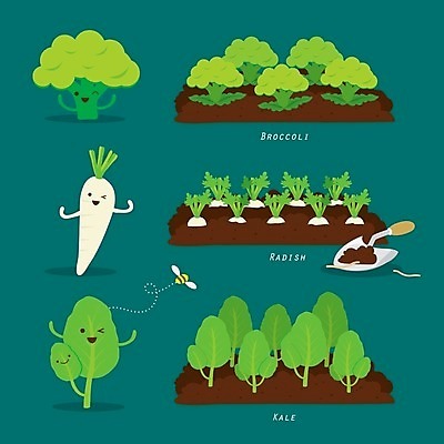 EPS 해외이미지 밭 일러스트 사람없음 초록색 브로콜리 무 모종삽 케일 해외일러스트 컬러 농업 채소 뿌리채소 삽 파일형식 벡터 이미지허브