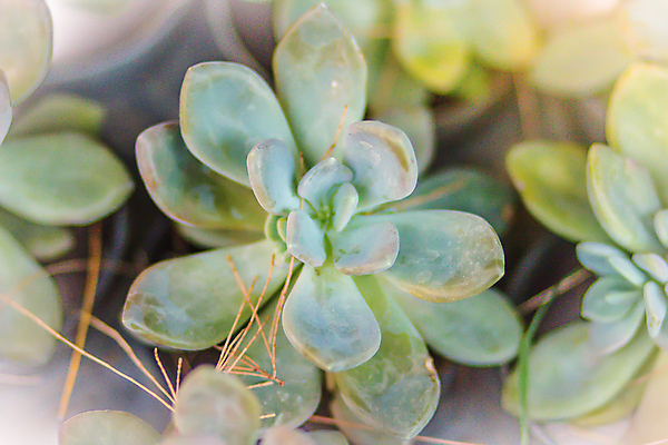 포토 JPG 해외이미지 식물 꽃잎 꽃 화분 화초 분홍색 백그라운드 잎 꽃무늬 자연 주택 실내 사람없음 장식 빨간색 초록색 컬러풀 정원 봄 성장 벚꽃 흰색 신선 냄비 작음 꽃집 원예 상록수 내추럴 꽃수술 심기 그리너리 해외포토 계절 컬러 무늬 모션 취미 내부 건물 상점 솥 크기 생태계 파일형식 트랜드컬러 이미지허브