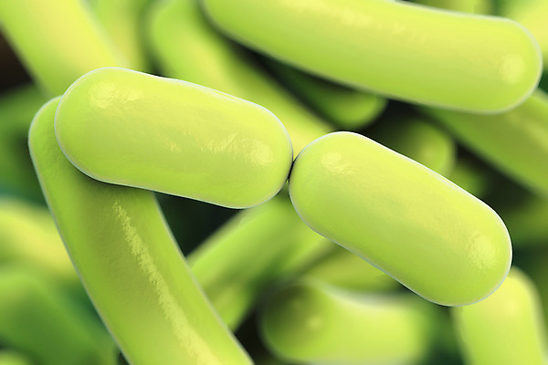 포토 JPG 해외이미지 과학 백그라운드 일러스트 생물 세포 건강 현미경 사람없음 약 3D 고통 질병 생물학 전자 감염 미생물 요거트 박테리아 스캔 요구르트 전염병 많음 해외포토 교육 감정 컨셉 의학 유제품 실험기구 디지털합성 파일형식 이미지허브