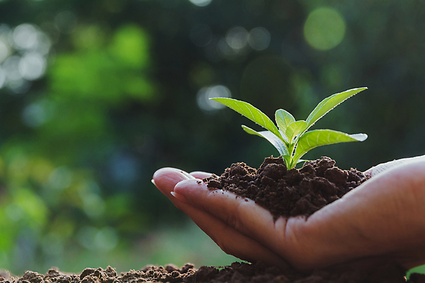 포토 JPG 해외이미지 주간 손 들기 야외 아웃포커스 신체부위 새싹 흙 해외포토 자연요소 식물 모션 촬영기법 사람 파일형식 이미지허브